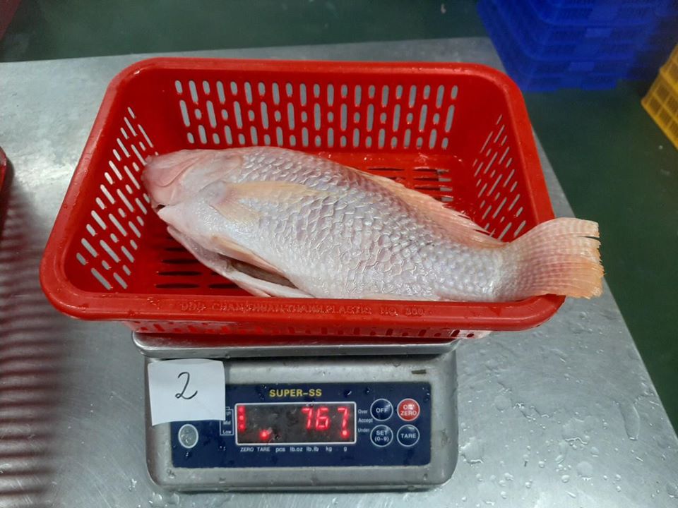 red_tilapia_3